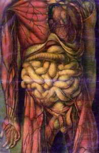 Torso de un hombre mostrando los intestinos, de 