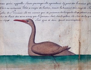 Pájaro llamado Foux (Booby), isla de Sao Vicente, Cabo Verde, acuarela del cuaderno de bitácora de Jacques Gouin de Beauchesne (1652-1730), capitán de la Compagnie royale de la Mer du Sud, de 1698 a 1701, Francia