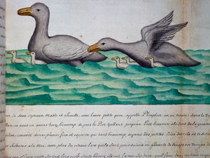 Patos llamados Ploplos, Estrecho de Magallanes, acuarela del cuaderno de bitácora de Jacques Gouin de Beauchesne (1652-1730), capitán de la Compagnie royale de la Mer du Sud, de 1698 a 1701, Francia