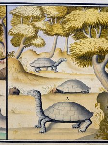Tortugas, acuarela del cuaderno de bitácora de Jacques Gouin de Beauchesne (1652-1730), capitán de la Compagnie royale de la Mer du Sud, de 1698 a 1701, Francia
