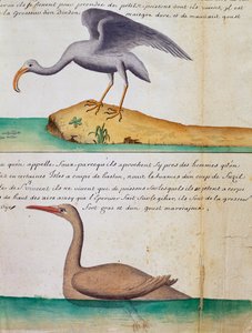 Pájaro desconocido y birdo llamado Foux (piquero), isla de Sao Vicente, Cabo Verde, acuarela del cuaderno de bitácora de Jacques Gouin de Beauchesne (1652-1730), capitán de la Compagnie royale de la Mer du Sud, de 1698 a 1701, Francia