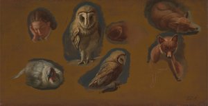 Estudios de un zorro, una lechuza común, un pavo real y la cabeza de un joven de Jacques Laurent Agasse