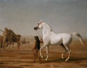 El árabe gris de Wellesley conducido a través del desierto