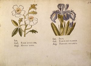 Rosa e iris, de La Clef des Champs de Jacques Le Moyne