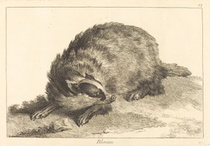 Blereau (Tejón)