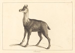 Gamuza de Jacques Philippe Le Bas and Jean Eric Rehn after Jean Baptiste Oudry