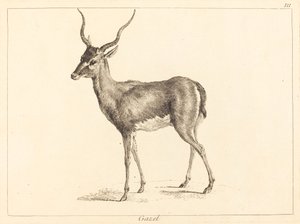 Gacela de Jacques Philippe Le Bas and Jean Eric Rehn after Jean Baptiste Oudry