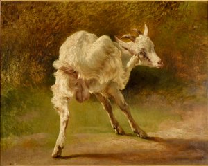 Cabra blanca rascándose la cabeza de Jacques Raymond Brascassat