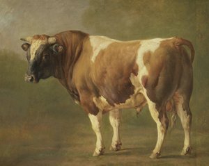 Estudio de un toro de Jacques Raymond Brascassat
