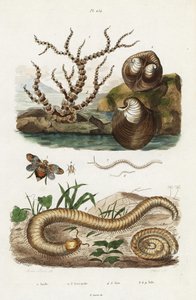 Coral bambú, almeja corazón de buey y planthoppers. de Jacques Reyne Isidore Acarie Baron