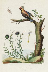 El ala de cera de Bohemia y el bocado de oveja. de Jacques Reyne Isidore Acarie Baron