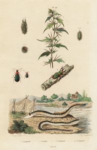 La lamprea de mar y los escarabajos. de Jacques Reyne Isidore Acarie Baron