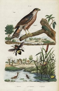 Gavilán, mosca de mayo y abeja.,1834-1839 (grabado) de Jacques Reyne Isidore Acarie Baron
