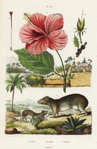 Cangrejo de roca e hibisco chino.