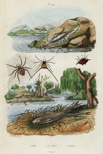 Babosa de mar, araña de jardín y pejerrey europeo, 1834-1839 (grabado) de Jacques Reyne Isidore Acarie Baron
