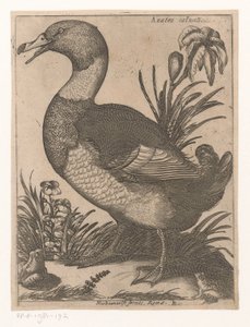 un re Anatra Saluatica (título sobre objeto) Nine Birds (título de la serie) de Jacques de Fornazeris