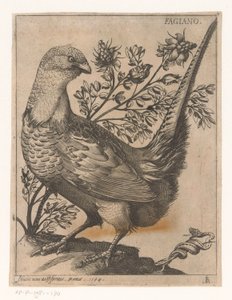 Faisán Fagiano (título sobre objeto) Nine Birds (título de la serie) de Jacques de Fornazeris