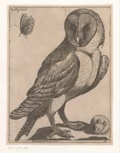 lechuza Barbagianni (título sobre objeto) Nine Birds (título de la serie)