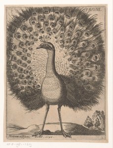 Pavo real Pavone (título sobre objeto) Nine Birds (título de la serie) de Jacques de Fornazeris