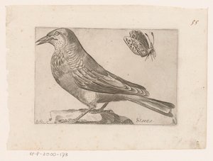 Estornino (Sturnus vulgaris) Storno (título sobre el objeto) Pájaros (título de la serie) de Jacques de Fornazeris