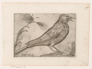 Estornino (Sturnus vulgaris) Storno (título sobre el objeto) Pájaros (título de la serie) de Jacques de Fornazeris