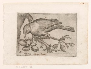 Vogel Poli gola (título sobre objeto) Vogels (título de la serie) de Jacques de Fornazeris