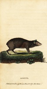 Agouti, especie Dasyprocta. ,1800 (grabado)