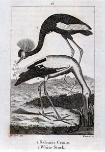 Grulla Balear y Cigüeña Blanca, de 
