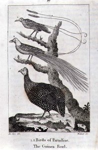 Aves del Paraíso y una Pintada, de 
