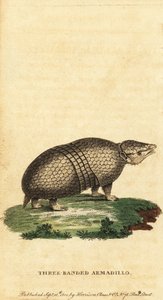 Armadillo brasileño de tres bandas, Tolypeutes tricinctus,1800 (grabado)