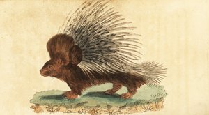 Puercoespín crestado, Hystrix cristata.,1800 (grabado)