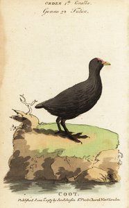 Focha común, Fulica atra