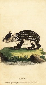 Paca de las tierras bajas o paca manchada, Cuniculus paca.,1800 (grabado)