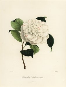Camellia japonica variedad, Camellia delicatissima de Jakob (after) Jung
