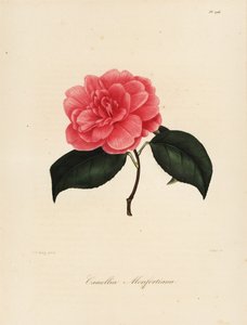 Variedad de Camellia japonica, Camellia monfortiana de Jakob (after) Jung