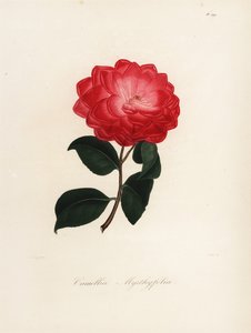 Variedad de Camellia japonica, Camellia myrthyfolia