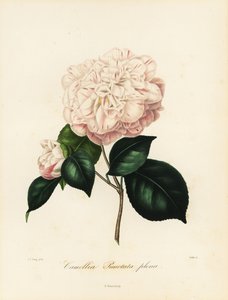 Camellia japonica variedad, Camellia punctata plena de Jakob (after) Jung