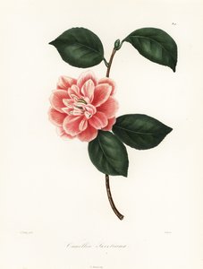 Camellia de flores pintadas de Sweet, Camellia japonica variedad, Camellia sweetiana de Jakob (after) Jung