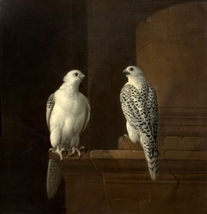 Dos halcones islandeses