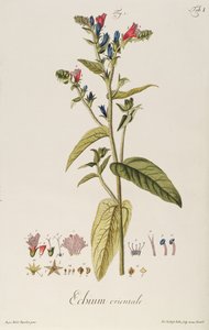 Echium: Orientale de "Icones Plantarum", c.1763 (grabado) de Jakob Christoph Keller