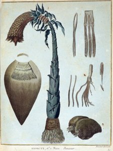Banana - en “Viaje a Nubia y Abisinia realizado para descubrir las fuentes del Nilo durante los años 1768 a 1772”, por James Bruce, vol. 1, París de James Bruce