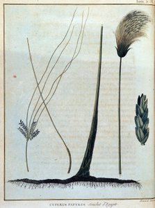 Cyperus papyrus, variedad de Egipto - en “Viaje a Nubia y Abisinia realizado para descubrir las fuentes del Nilo durante los años 1768 a 1772”, por James Bruce, vol. 1, París de James Bruce