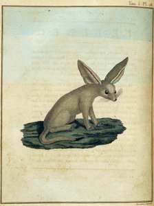 Fennec - en “Viaje a Nubia y Abisinia realizado para descubrir las fuentes del Nilo durante los años 1768 a 1772”, por James Bruce, vol. 1, París