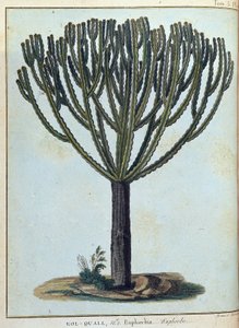 Kol-quall (Kol quall), euforbia (cactus) - en "Journey to Nubia and Abyssinia undertaken to discover the sources of the Nile during the years 1768 to 1772", por James Bruce, vol. 1, París de James Bruce