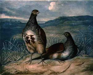 Perdices, placa 1 de British Feather Game, grabado por Charles Turner (1773-1857), pub. por R. Ackermann, c.1810 de James (after) Barenger