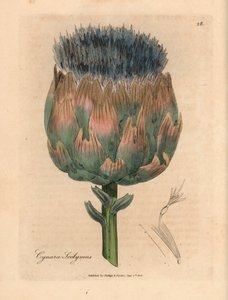 Alcachofa de flores azules y moradas, Cynara scolymus, de una ilustración botánica de James Sowerby de "Medical Botany" de William Woodville y Sir William Jackson Hooker, 1832 (grabado en placa de cobre coloreada a mano) de James (after) Sowerby