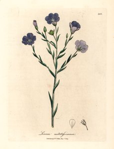 Lino de flores azules, Linum usitatissimum, de una ilustración botánica de James Sowerby de "Medical Botany" de William Woodville y Sir William Jackson Hooker, 1832 (grabado en placa de cobre coloreada a mano) de James (after) Sowerby