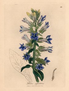 Lobelia de flores azules o flor cardinal, Lobelia siphilitica, de una ilustración botánica de James Sowerby de William Woodville y "Medical Botany" de Sir William Jackson Hooker 1832 (grabado en placa de cobre coloreada a mano) de James (after) Sowerby