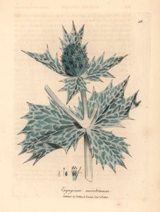 Acebo marino de flores azules o eryngo, Eryngium maritinum, de una ilustración botánica de James Sowerby de William Woodville y "Medical Botany" de Sir William Jackson Hooker 1832 (grabado en placa de cobre coloreada a mano)