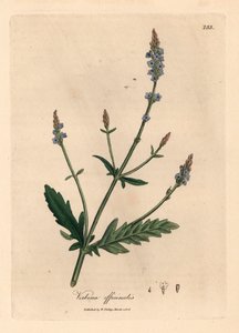 Verbena de flores azules, Verbena officinalis, de una ilustración botánica de James Sowerby de William Woodville y "Medical Botany" de Sir William Jackson Hooker, 1832 (grabado en placa de cobre coloreada a mano) de James (after) Sowerby